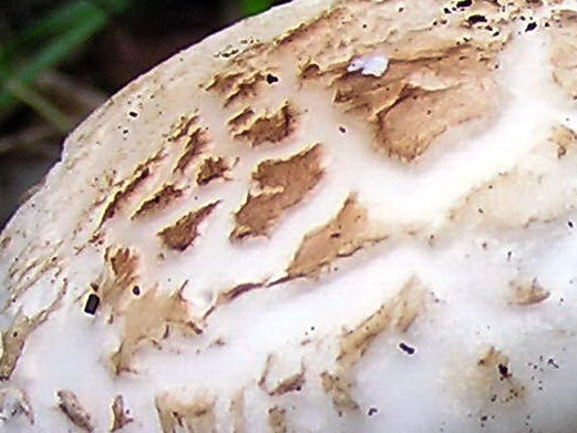 Nel mare artico   ... quiz